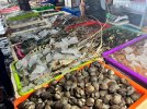 1 Fishes-at-Jimbaran-Fish-Market-min-1024x768.jpeg