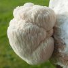 lions mane mushroom.jpg